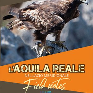 l'aquila reale nel lazio meridionale sdedizioni